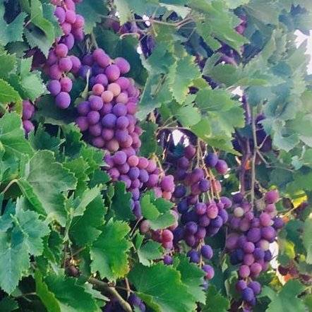 Mor Üzümün Antalya’daki Hikayesi Hangi İlçelerde Yetişir, Ne Zaman Yenir 8